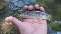 5-30 fish6